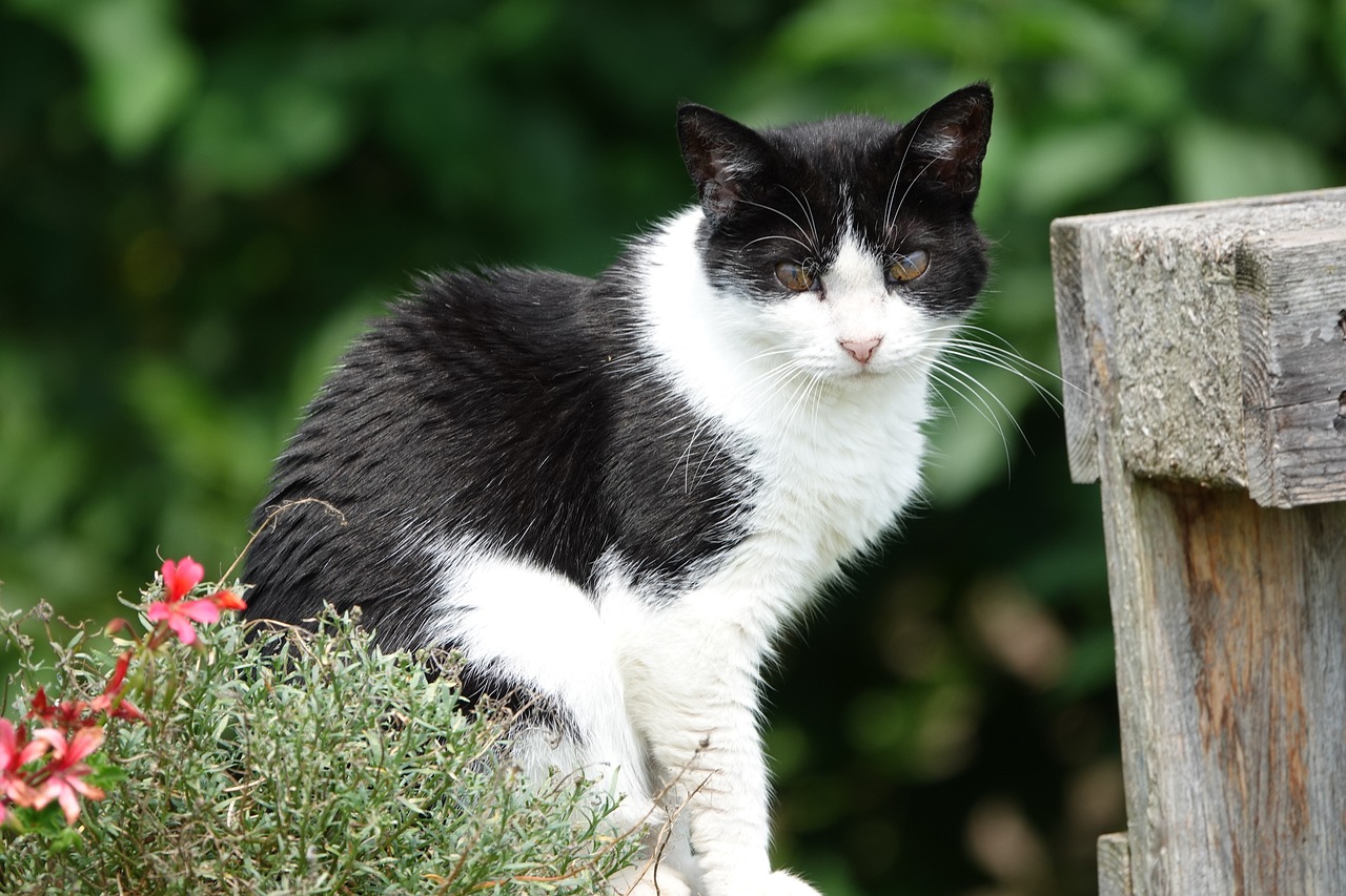 How to Create a Pet-Friendly Backyard